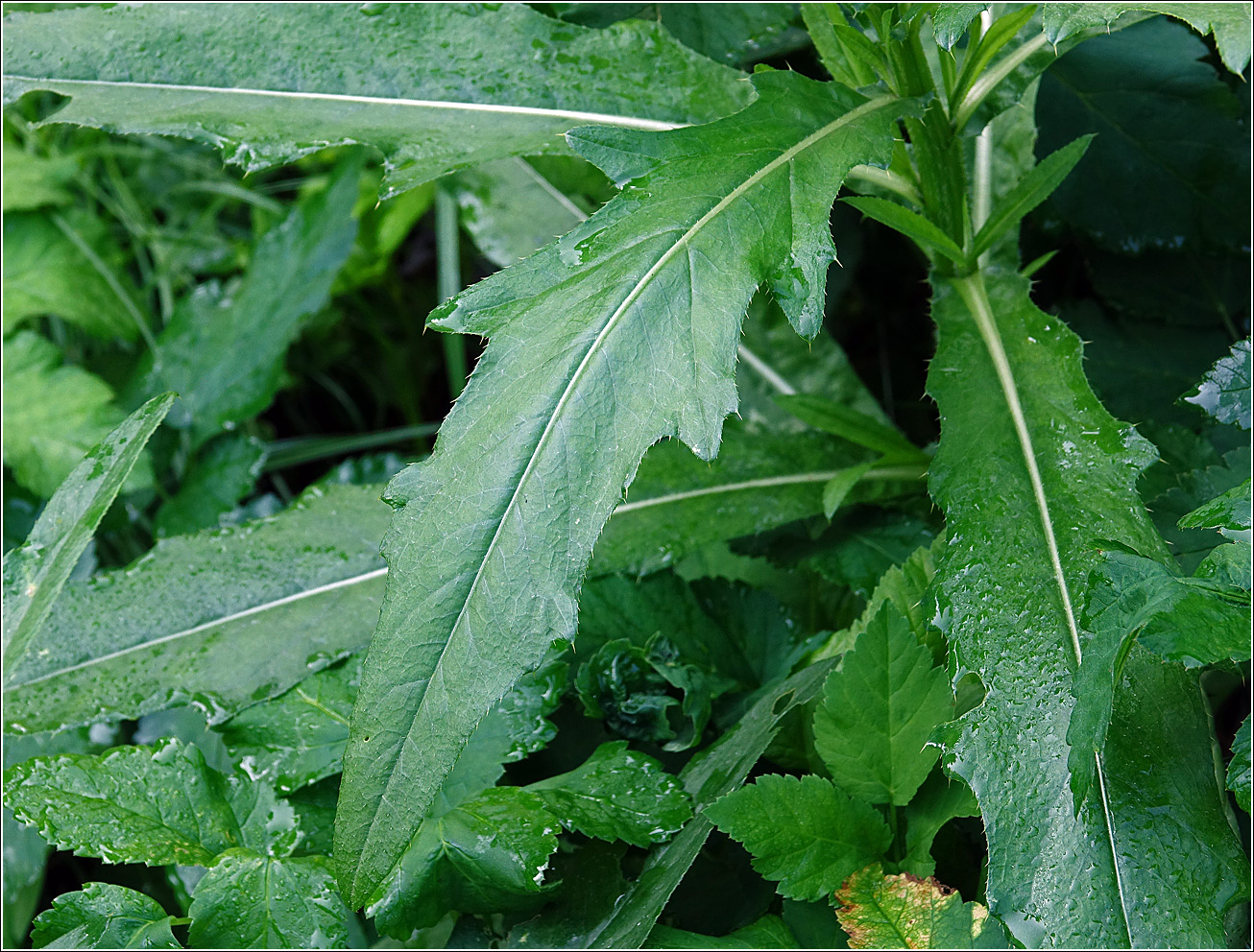 Image of Cirsium arvense specimen.