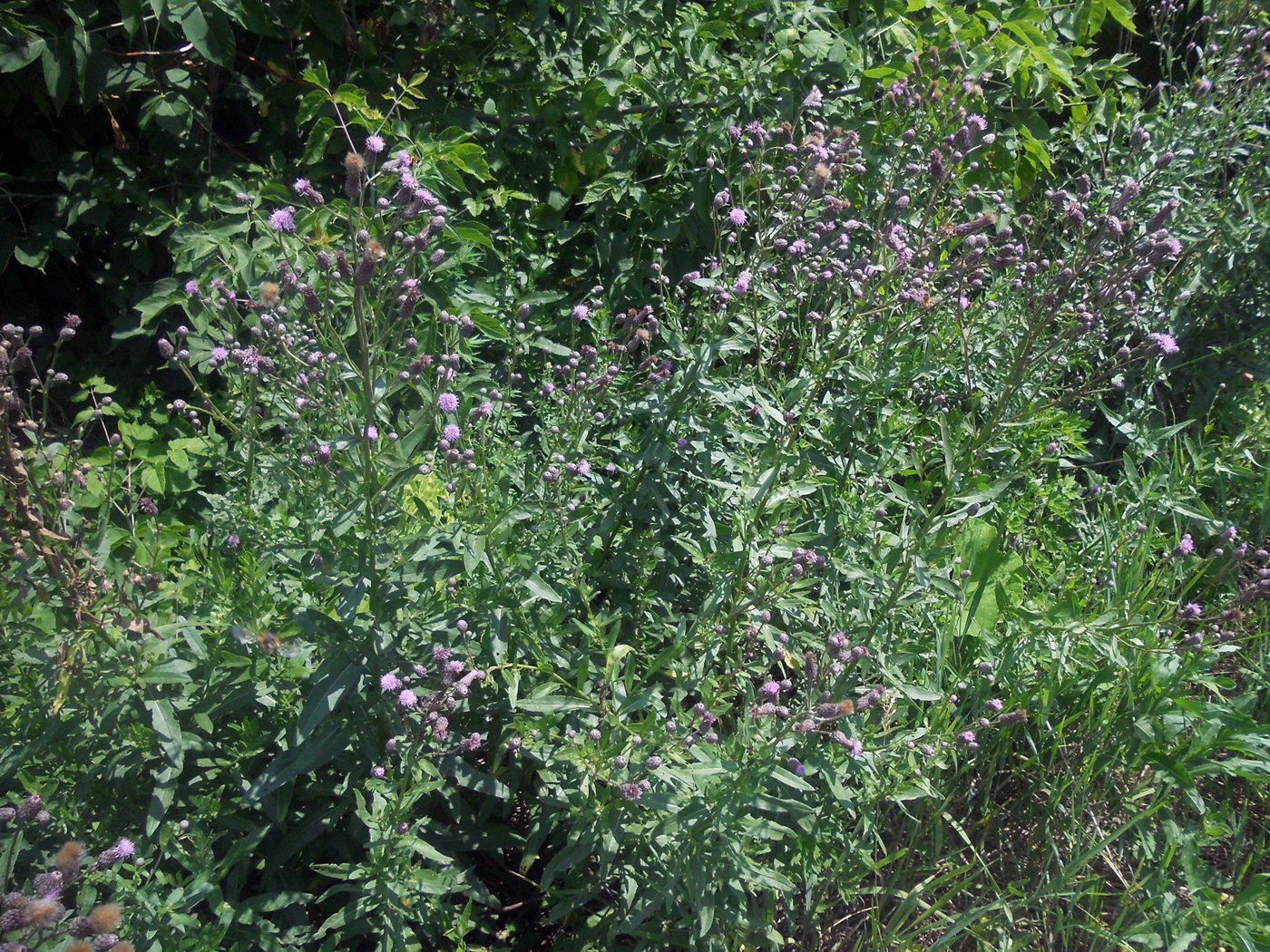 Image of Cirsium setosum specimen.