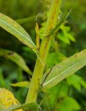 Sonchus palustris. Часть стебля с основаниями листьев в средней части растения. Самарская обл., Камышлинский р-н, 1171-й километр трассы М-5 Урал, берег р. Телегас, луг. 8 сентября 2023 г.