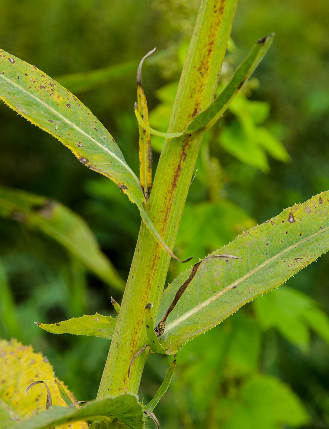 Изображение особи Sonchus palustris.