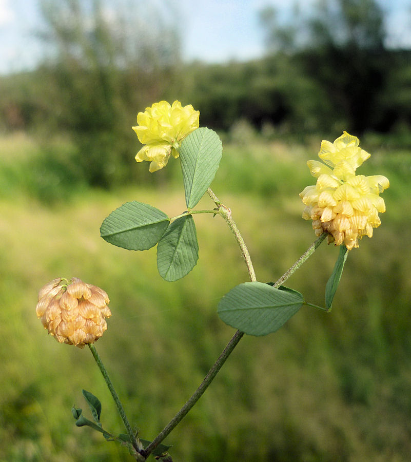 Image of Trifolium campestre specimen.