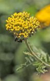 Achillea filipendulina