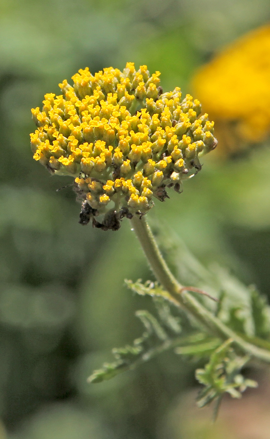 Image of Achillea filipendulina specimen.