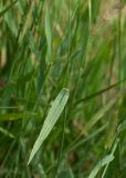 Hordeum brachyantherum. Лист. Камчатский край, Елизовский р-н, берег оз. Тахколоч, луг. 04.08.2024.