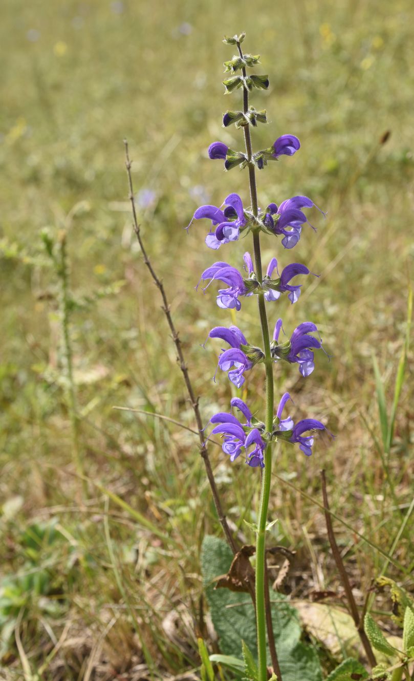 Изображение особи род Salvia.