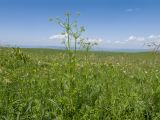 familia Apiaceae. Цветущее растение. Карачаево-Черкесия, Зеленчукский р-н, гора Джисса, ≈ 1600 м н.у.м., субальпийский луг. 14.06.2024.