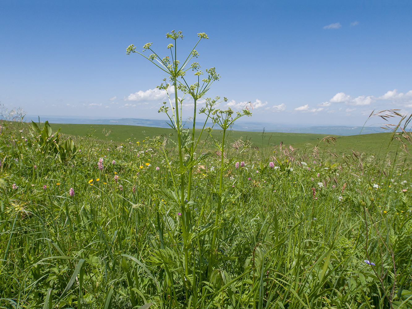 Image of familia Apiaceae specimen.