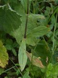 Melandrium latifolium