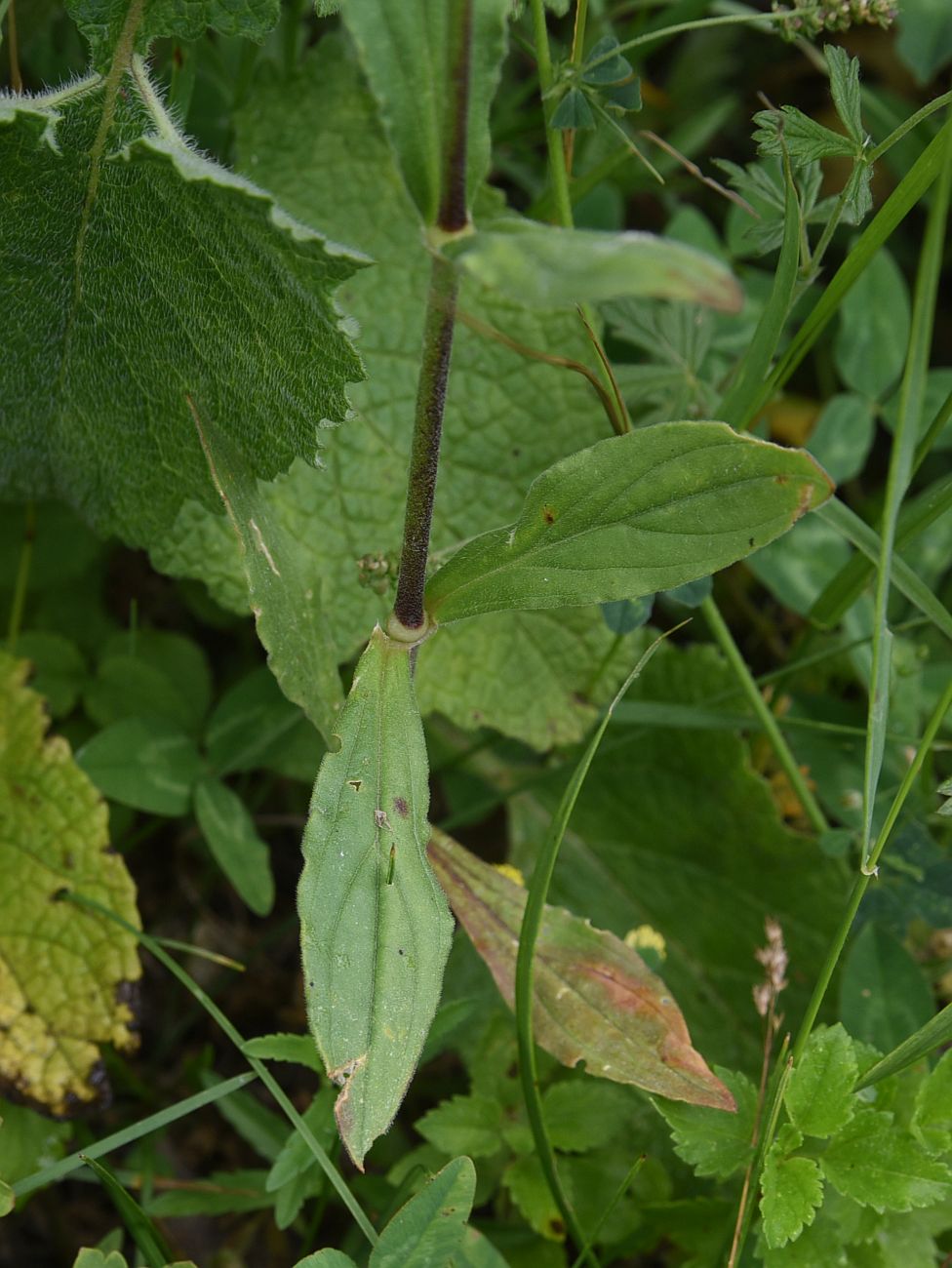 Изображение особи Melandrium latifolium.