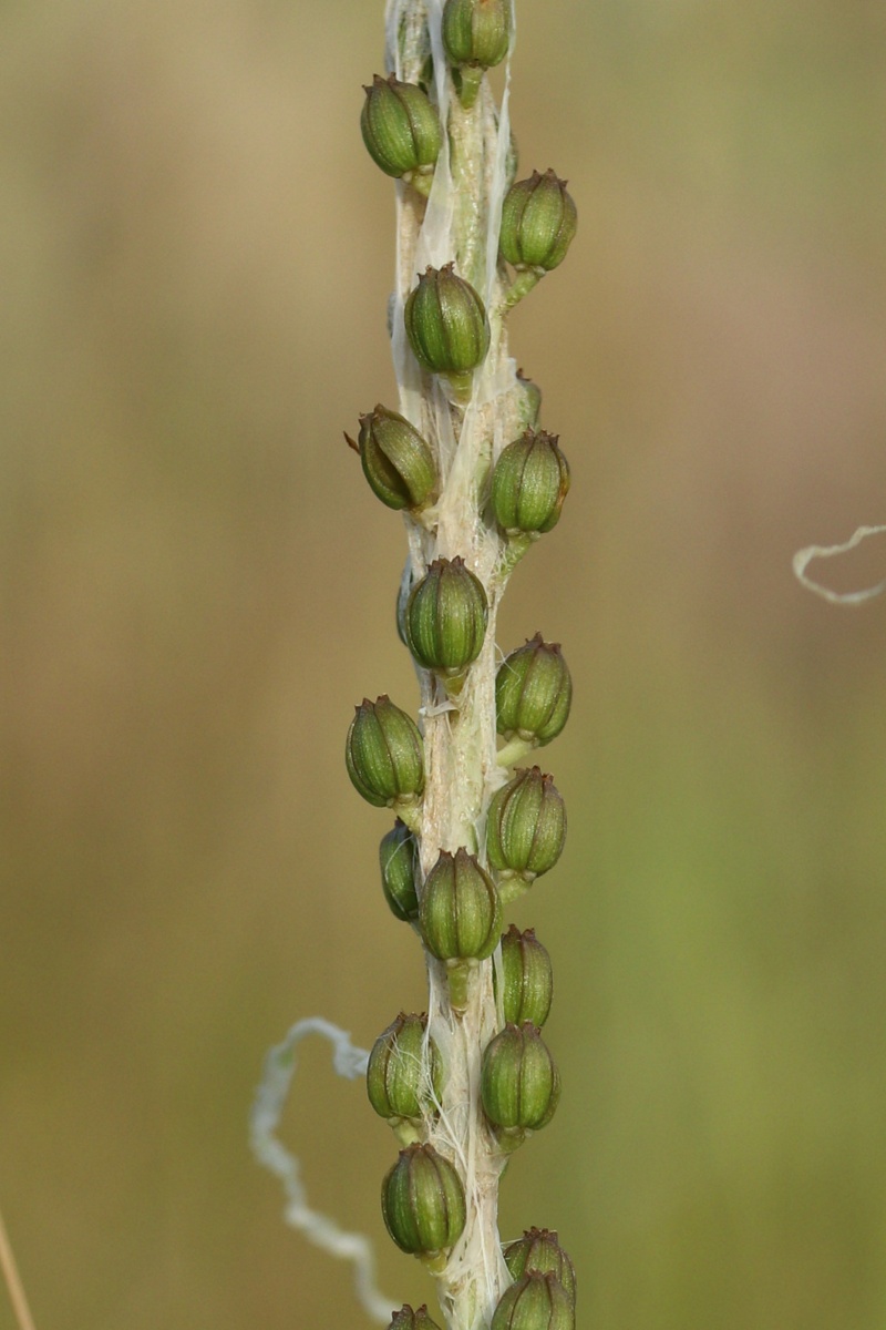 Image of Triglochin maritima specimen.