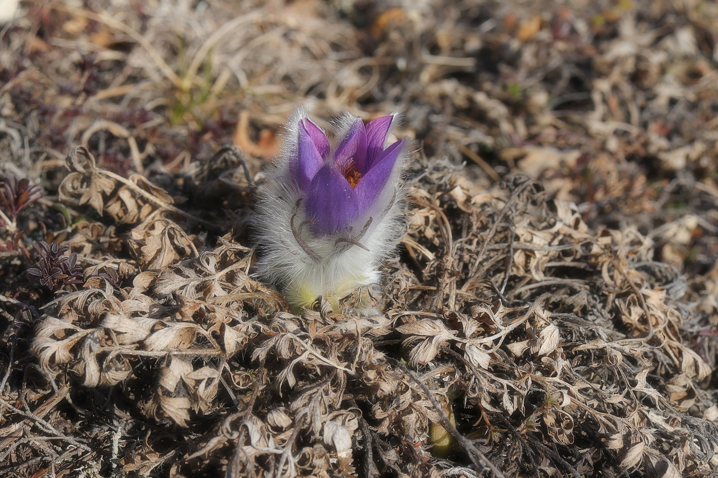 Изображение особи Pulsatilla taurica.