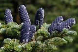 Смотреть изображение Abies nephrolepis