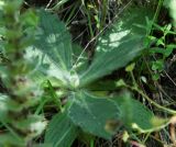 Ajuga orientalis