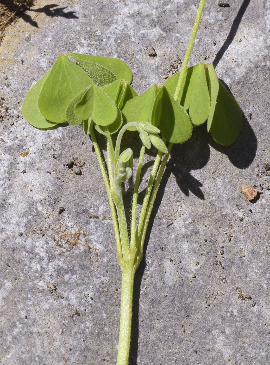Image of Oxalis dillenii specimen.
