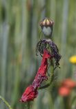 View full-size image Papaver rhoeas
