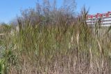View full-size image Anisantha madritensis