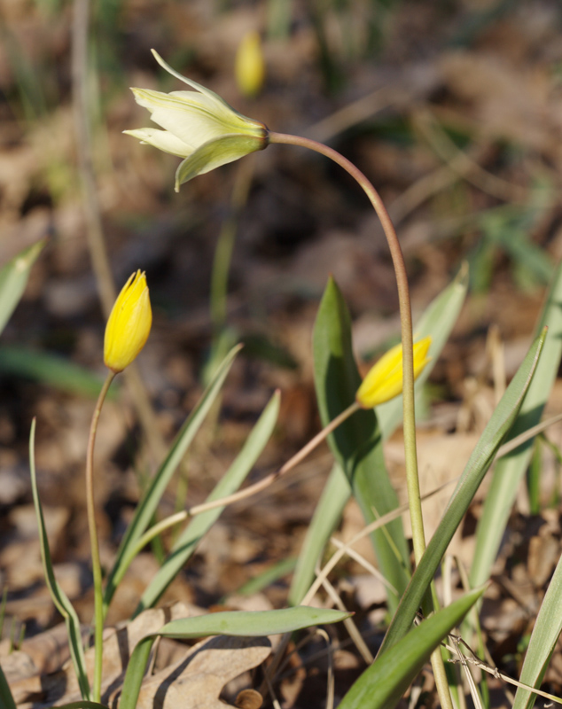 Image of Tulipa biebersteiniana specimen.