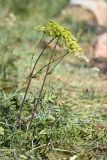 View full-size image Heracleum sibiricum