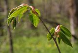 Carpinus cordata