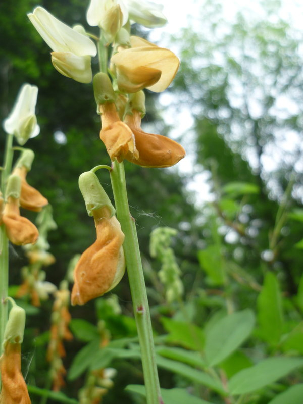 Image of Lathyrus gmelinii specimen.