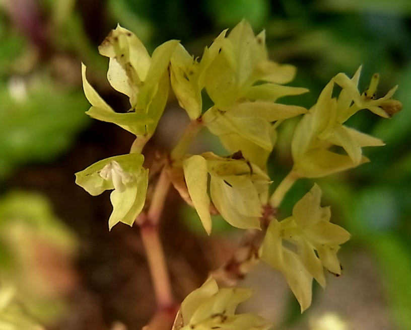 Изображение особи род Euphorbia.