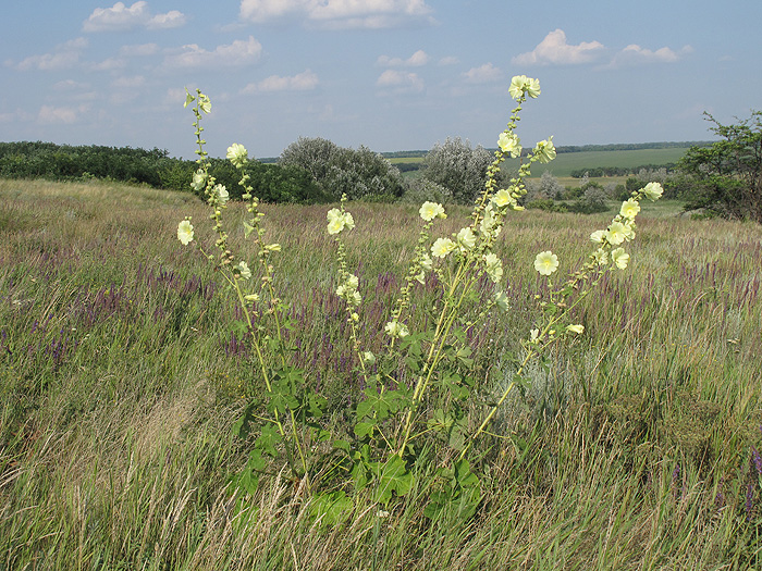 Image of Alcea rugosa specimen.