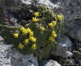 Saxifraga unifoveolata