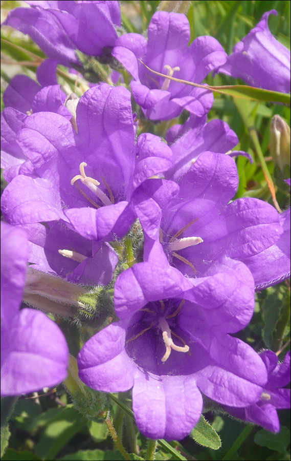 Изображение особи Campanula komarovii.