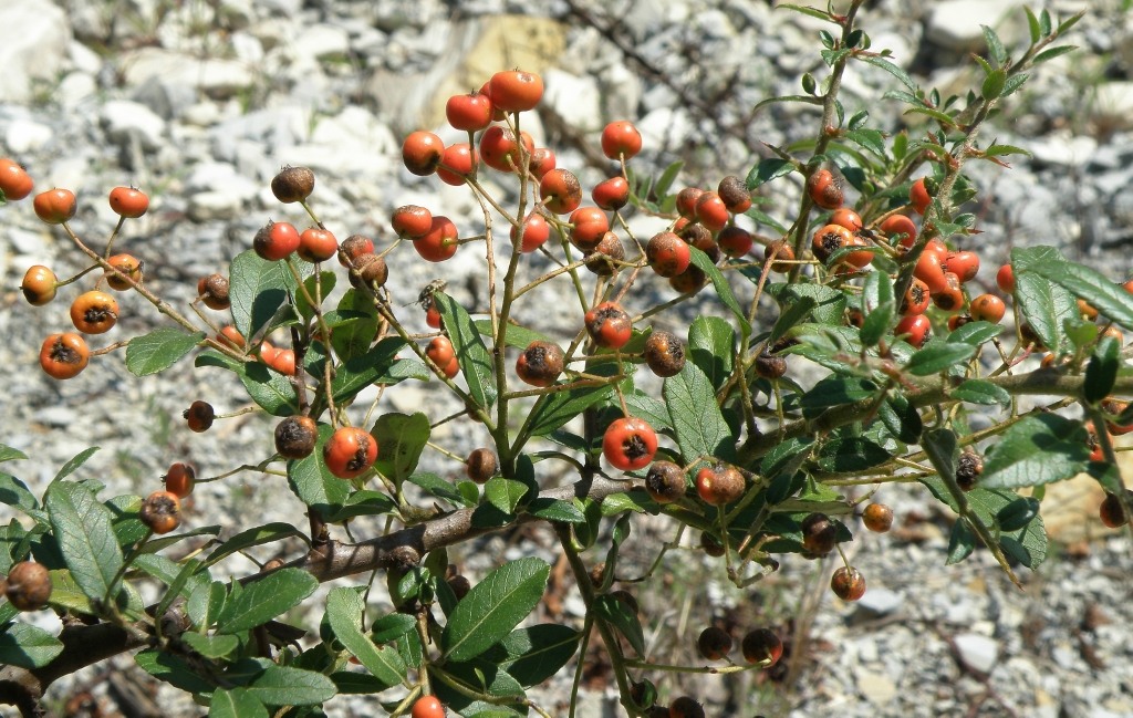 Image of Pyracantha coccinea specimen.