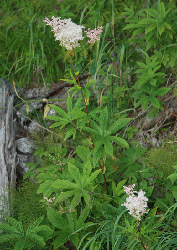 Image of Filipendula palmata specimen.