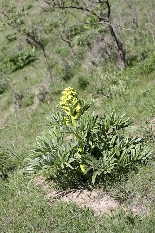 Изображение особи род Ferula.