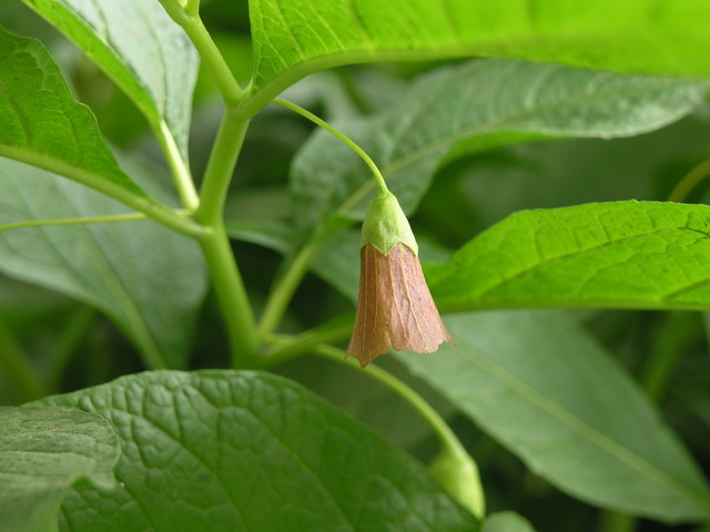 Image of Scopolia carniolica specimen.