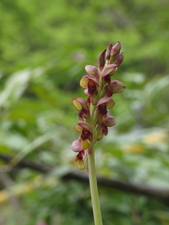 Image of Steveniella satyrioides specimen.