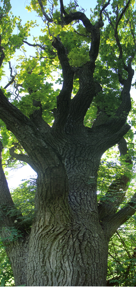 Image of genus Quercus specimen.