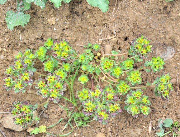 Image of Euphorbia helioscopia specimen.