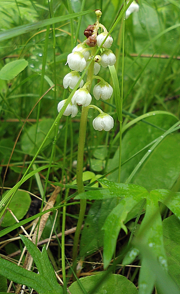 Изображение особи Pyrola minor.