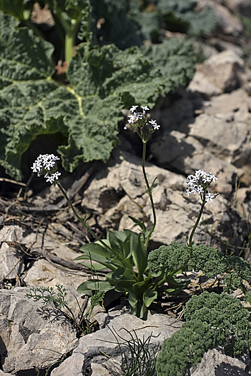 Image of Valeriana chionophila specimen.