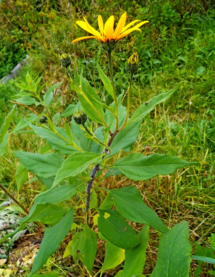 Изображение особи Helianthus tuberosus.