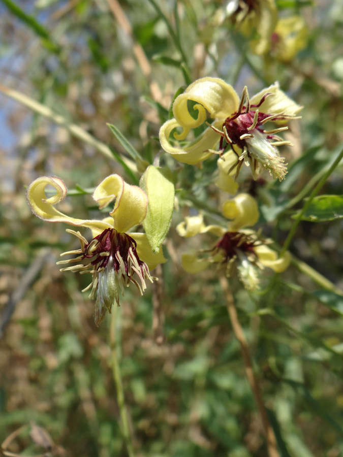 Изображение особи Clematis orientalis.