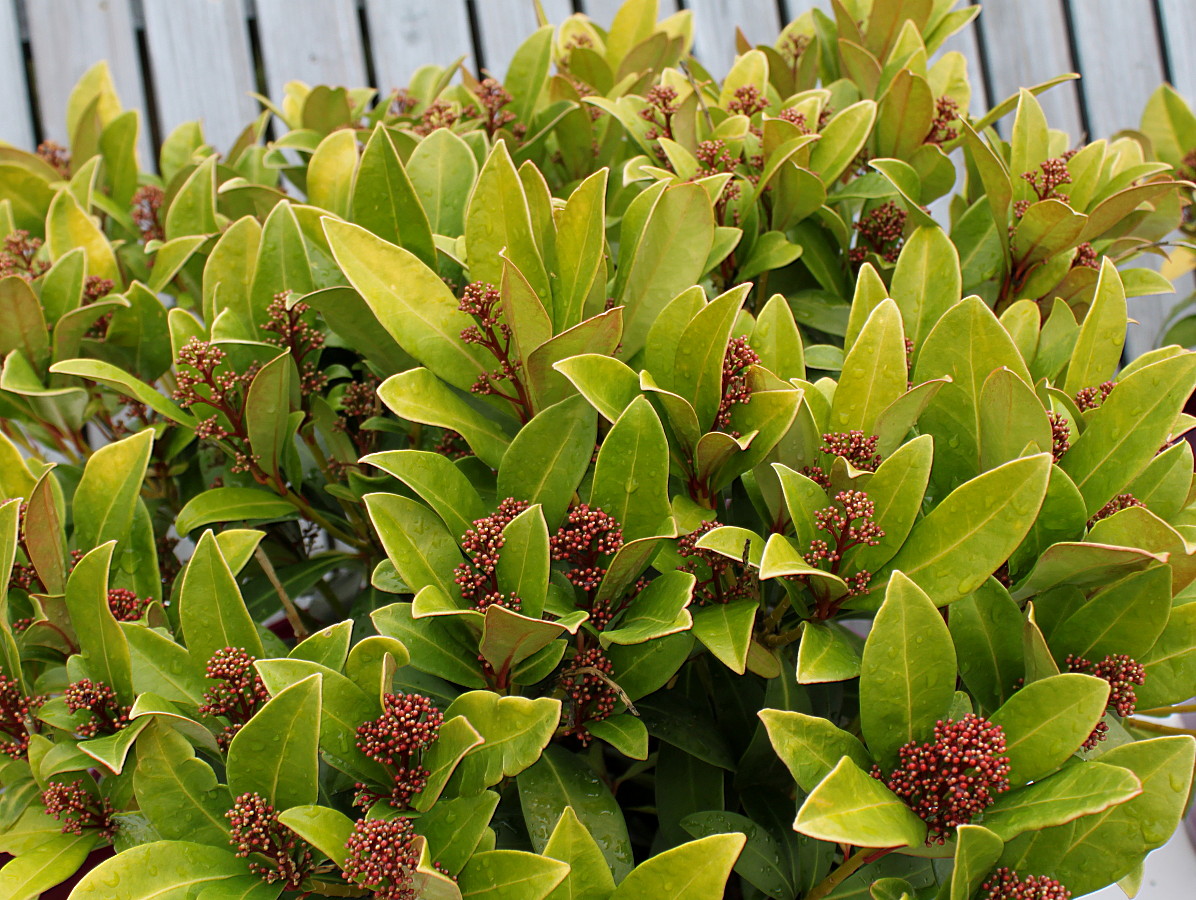 Изображение особи Skimmia japonica.