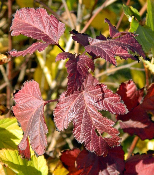 Image of Physocarpus opulifolius specimen.