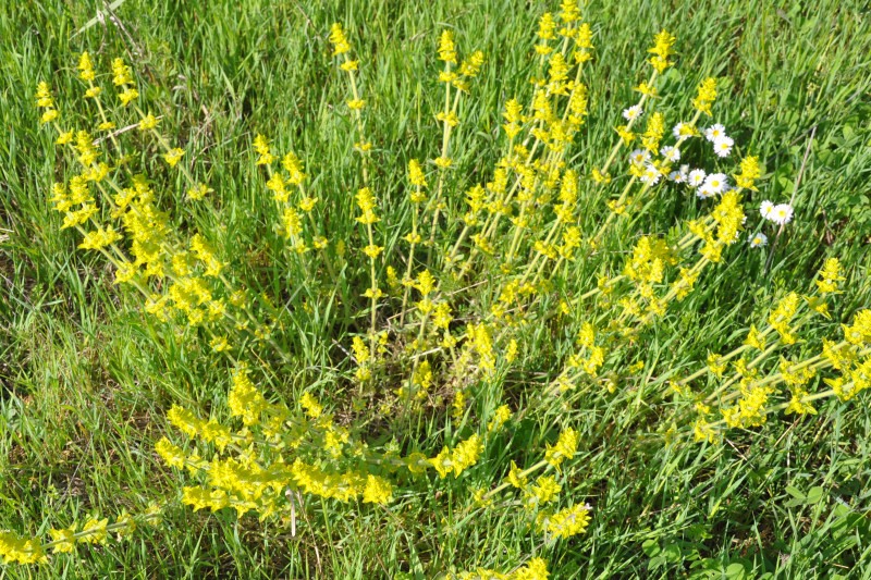 Image of Cruciata laevipes specimen.