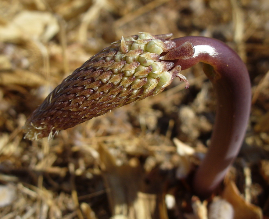 Image of Drimia numidica specimen.