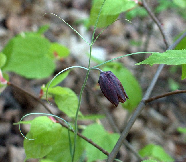 Image of Fritillaria ruthenica specimen.