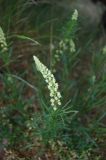 Reseda lutea