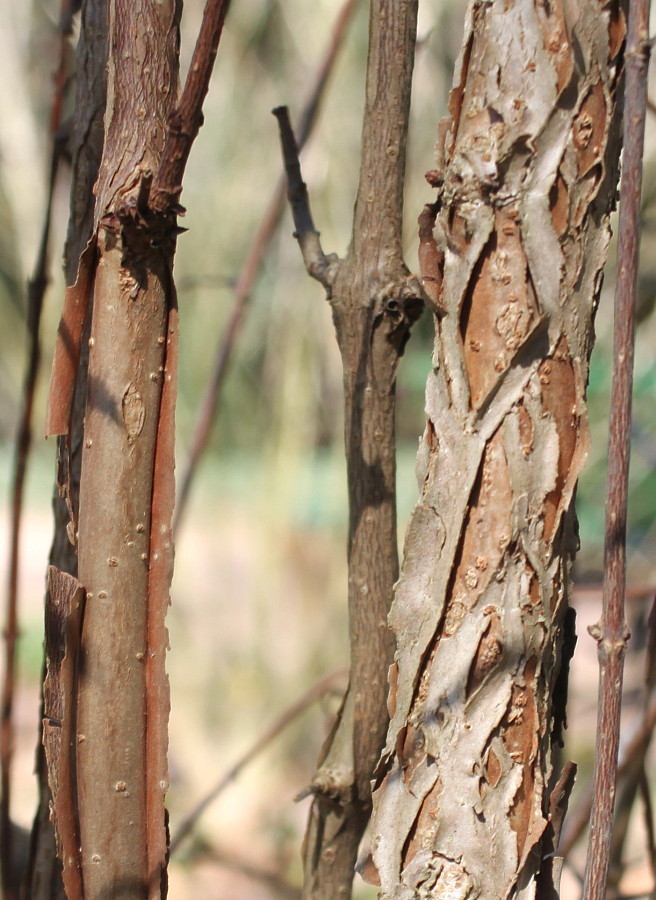 Image of Viburnum farreri specimen.