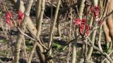 Paeonia suffruticosa. Ветки с молодыми побегами. Германия, г. Krefeld, ботанический сад. 07.04.2013.