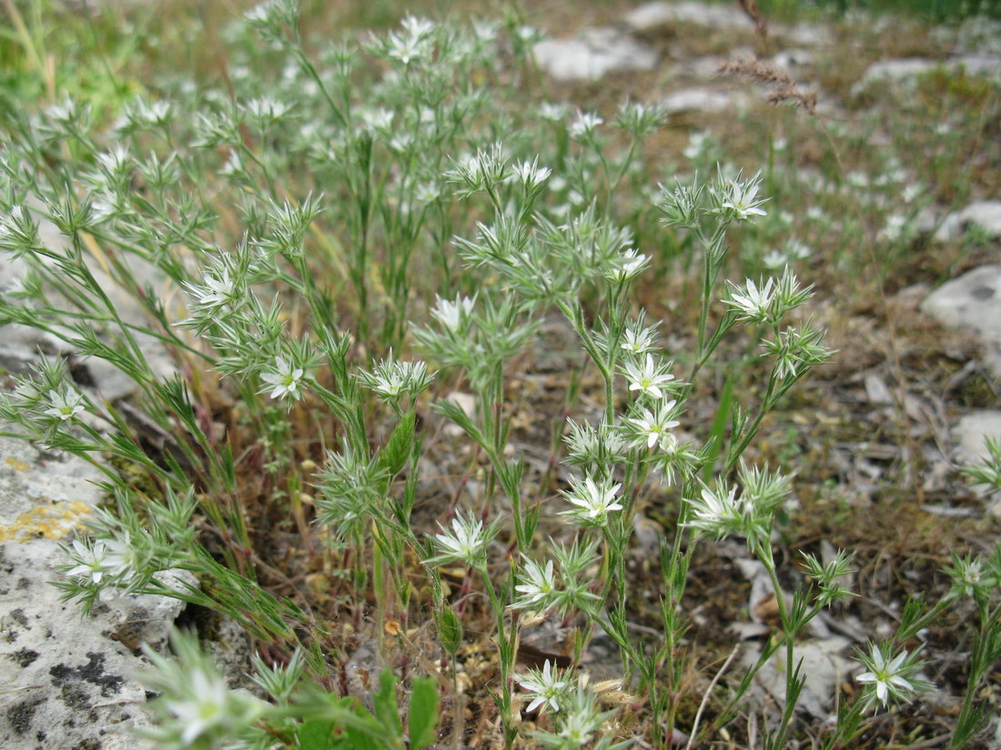 Image of Minuartia glomerata specimen.