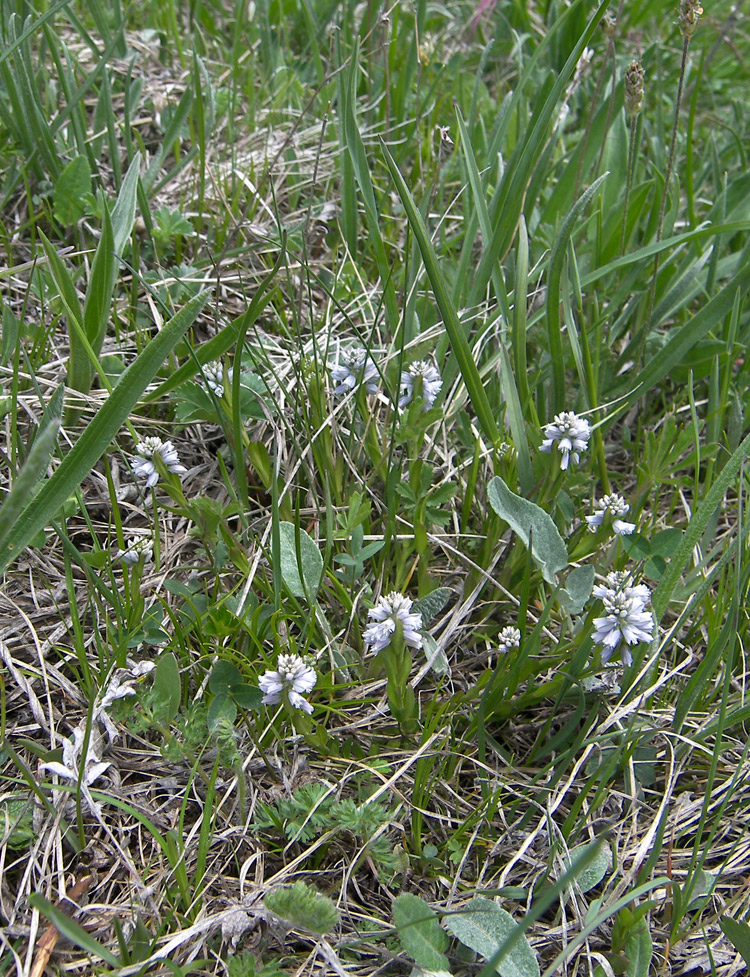 Image of Polygala alpicola specimen.