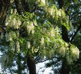 Robinia pseudoacacia